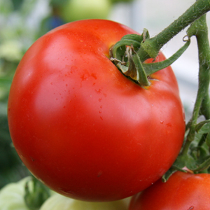 gambar buah tomat